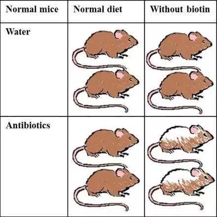 脱发元凶终于找到了,cell子刊oneearth影响因子