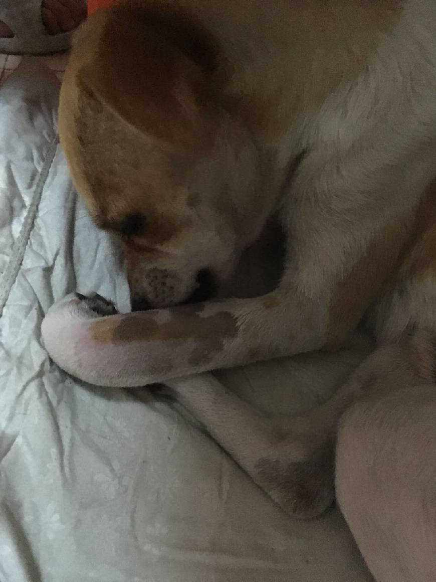 狗狗萎靡不振呕吐拉血是怎么回事,狗狗眼屎多萎靡不振趴着不动