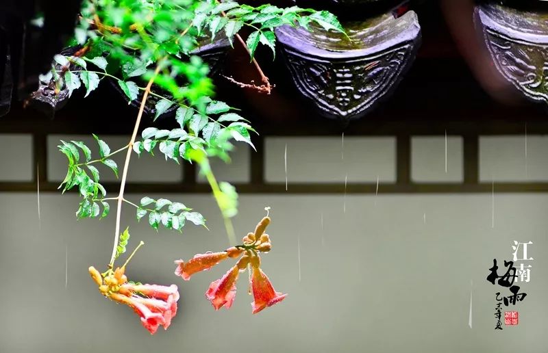 写梅子的诗句,写梅子诗句