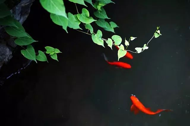 写梅子的诗句,写梅子诗句