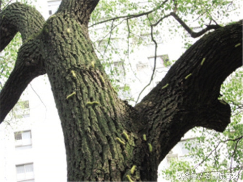 农村最常见的毛毛虫,农家常见的毛毛虫