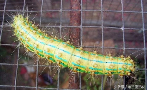 农村最常见的毛毛虫,农家常见的毛毛虫