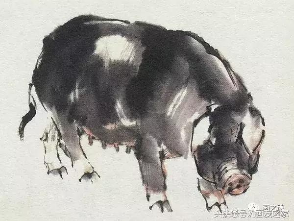 十二生肖猪水墨画简单的画法,学画猪的100种画法