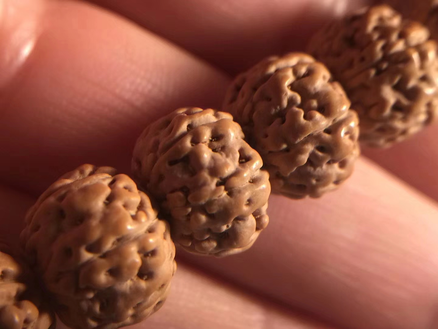 金刚菩提老树王108颗极品,6瓣蜂王金刚菩提