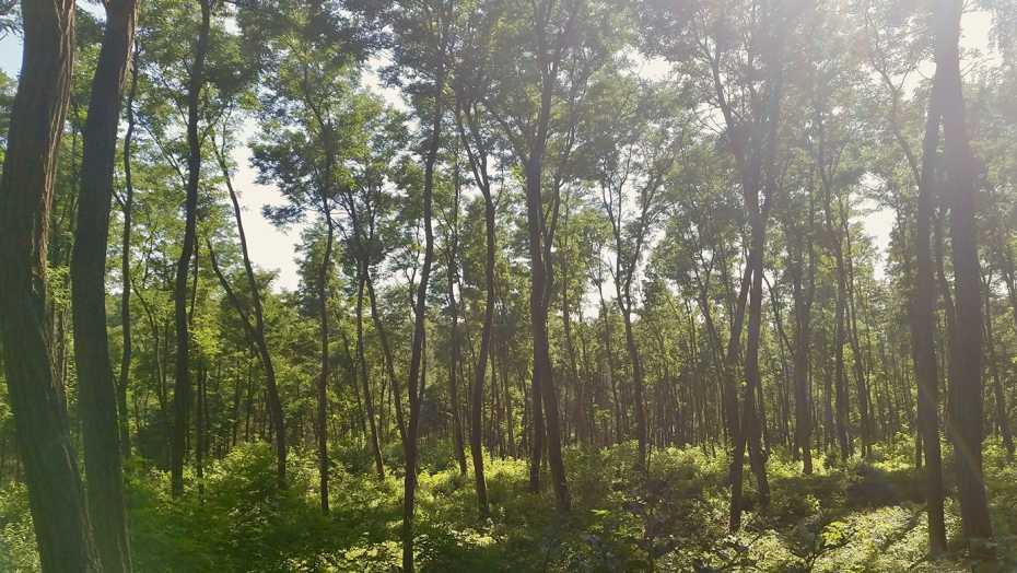 植树造林能消灭全球变暖吗,全球天气变暖的解决办法