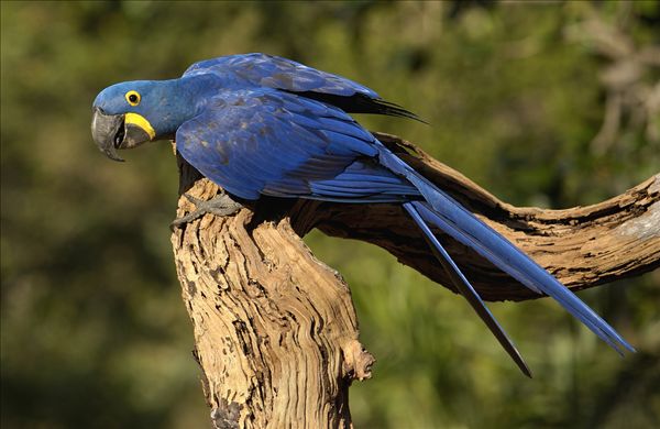 紫蓝金刚鹦鹉——最贵的观赏鸟