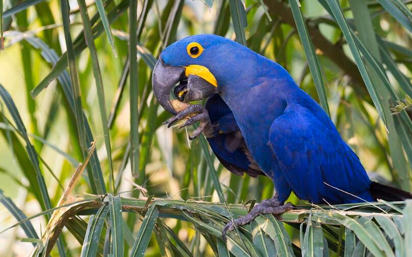 紫蓝金刚鹦鹉——最贵的观赏鸟