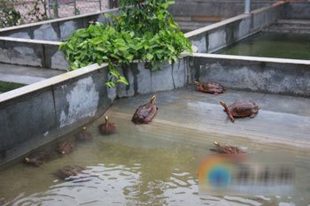 家里养龟能赚钱吗,在家里养龟的最佳位置