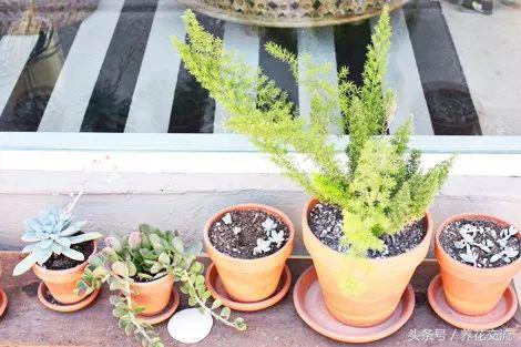 现在入手多肉植物如何养护,6种多肉养护用点小技巧