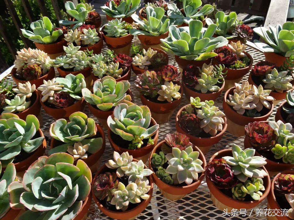 现在入手多肉植物如何养护,6种多肉养护用点小技巧