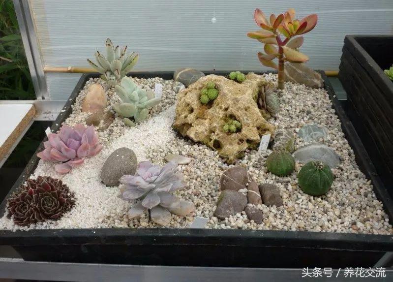 现在入手多肉植物如何养护,6种多肉养护用点小技巧