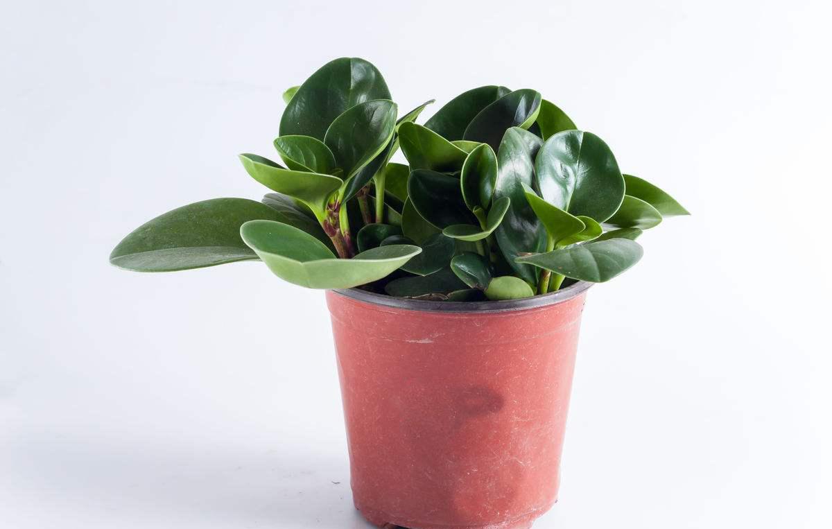 碧玉怎么养护才能长得好,碧玉叶子怎么养才不会发黄