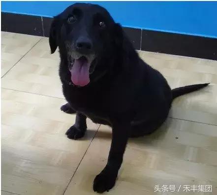 汶川地震功勋犬视频素材,512汶川地震的功勋犬搜救视频