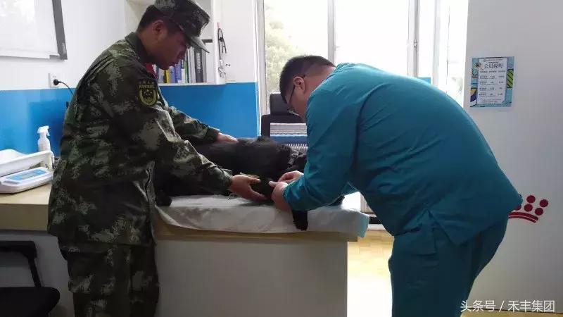 汶川地震功勋犬视频素材,512汶川地震的功勋犬搜救视频