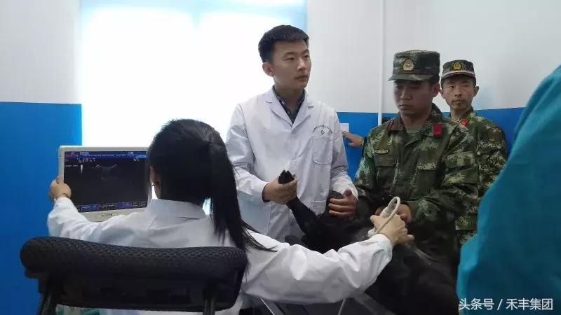 汶川地震功勋犬视频素材,512汶川地震的功勋犬搜救视频