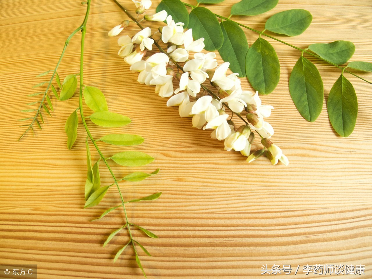 槐花的最佳食用时间,槐花的营养价值及食用方法详解