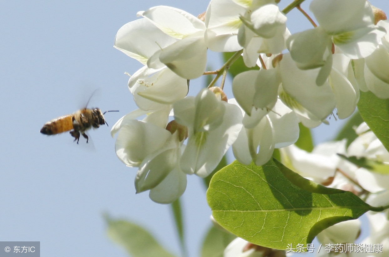 槐花的最佳食用时间,槐花的营养价值及食用方法详解