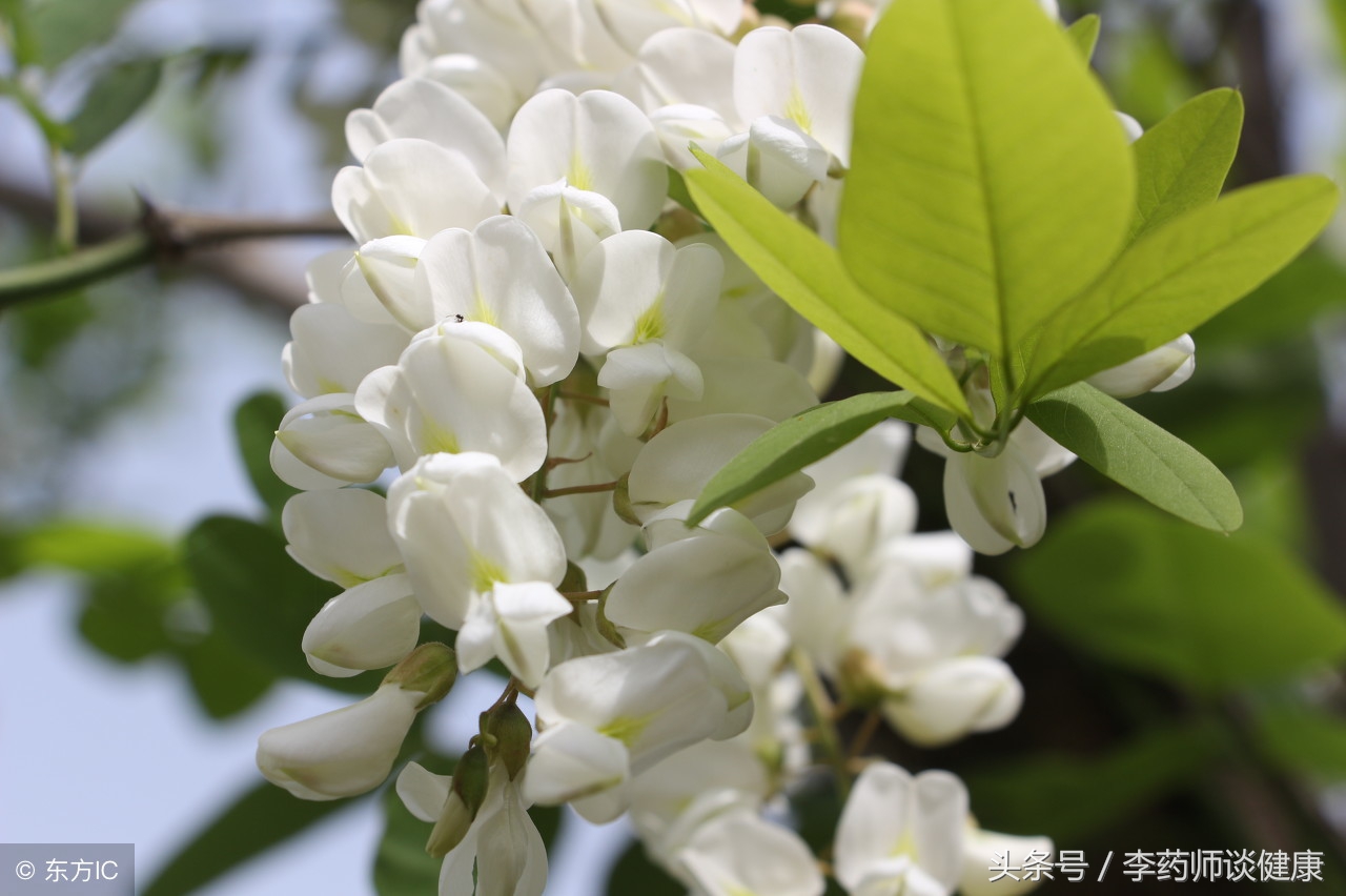 槐花的最佳食用时间,槐花的营养价值及食用方法详解