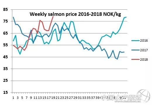 2022年挪威三文鱼价格,挪威三文鱼历史最高价