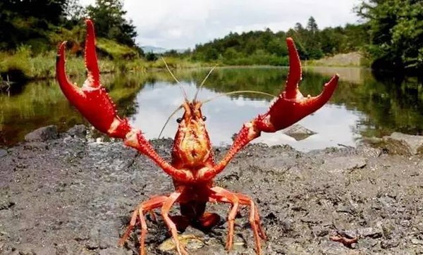 没有最豪，只有更壕！你们都看小龙虾我偏偏关注“龙虾之王”