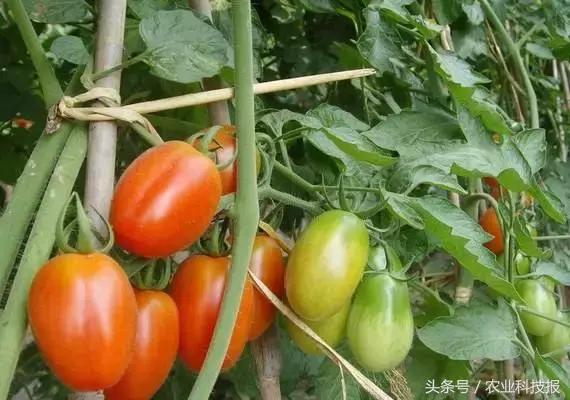 农村低成本创业项目小本生意投资,利用农村闲置劳动力创业的好项目