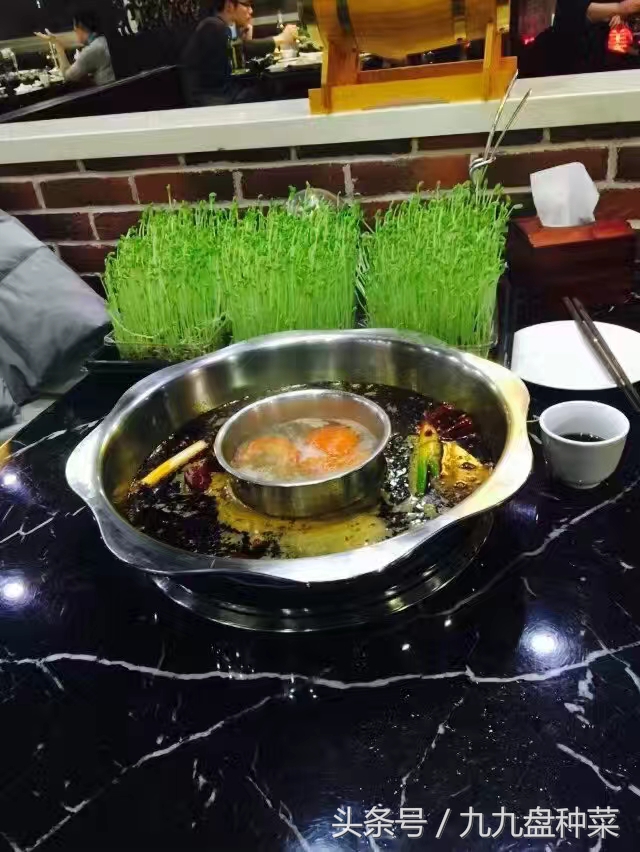 用塑料盒种植芽苗菜,如何用盒子种芽苗菜