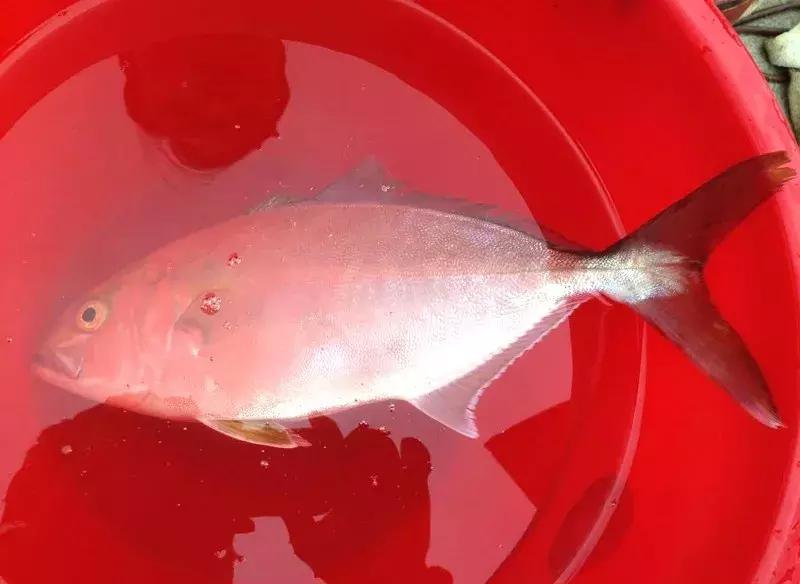 挖蛤蜊青岛好去处,青岛金沙滩赶海抓螃蟹的地方