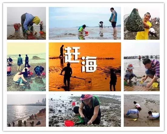 挖蛤蜊青岛好去处,青岛金沙滩赶海抓螃蟹的地方