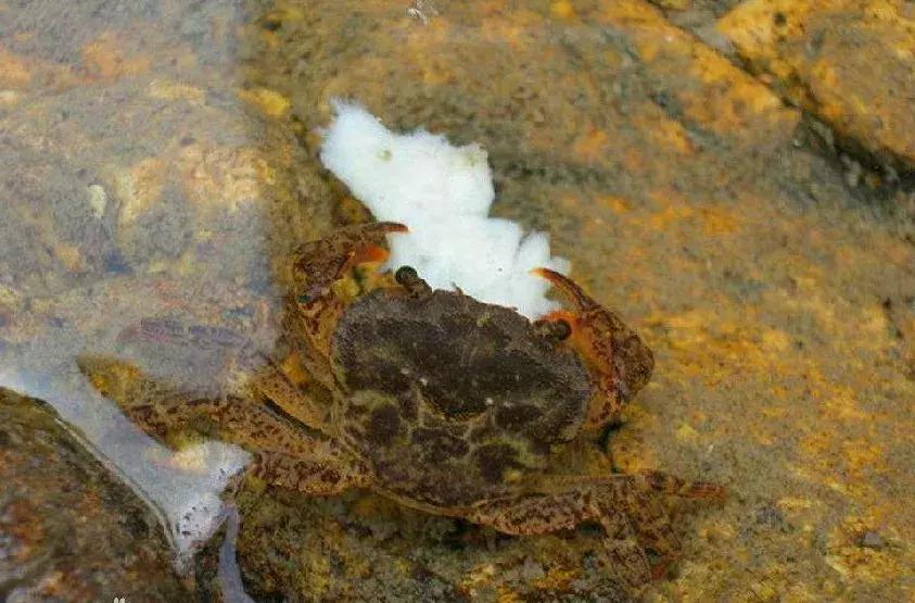 挖蛤蜊青岛好去处,青岛金沙滩赶海抓螃蟹的地方