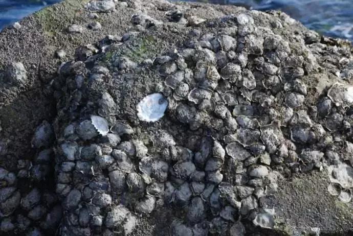 挖蛤蜊青岛好去处,青岛金沙滩赶海抓螃蟹的地方