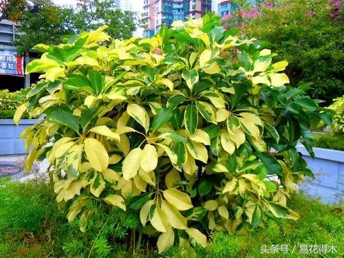 鹅掌柴种植与养护知识,鸭脚木的养护方法及注意事项