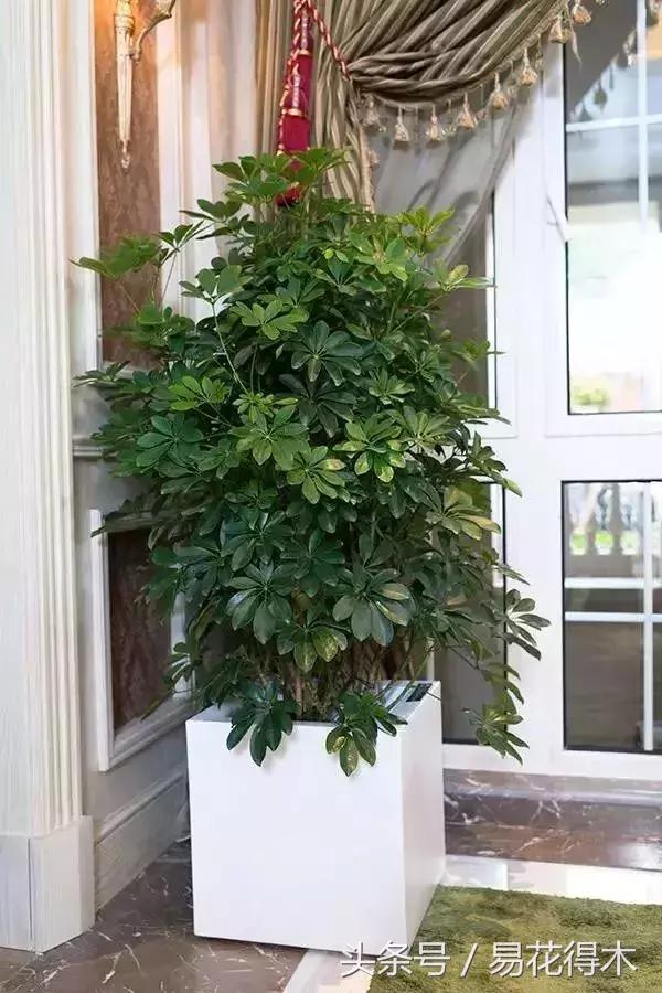 鹅掌柴种植与养护知识,鸭脚木的养护方法及注意事项