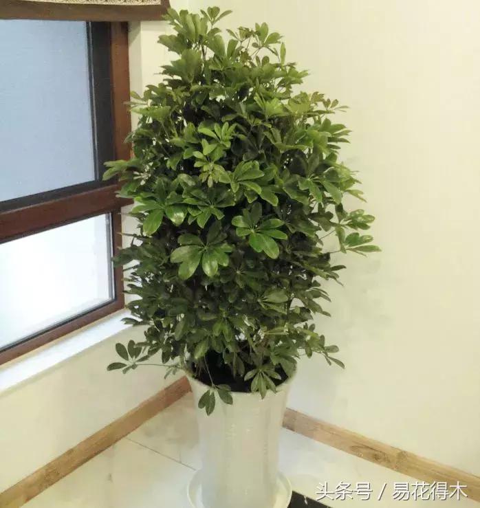 鹅掌柴种植与养护知识,鸭脚木的养护方法及注意事项