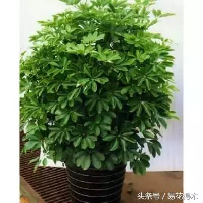 鹅掌柴种植与养护知识,鸭脚木的养护方法及注意事项