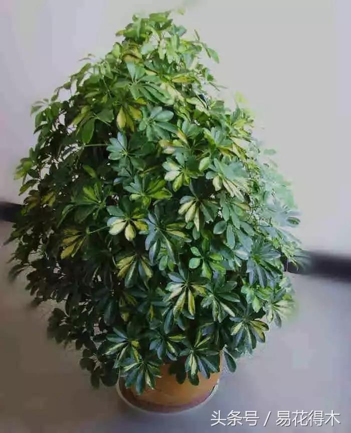 鹅掌柴种植与养护知识,鸭脚木的养护方法及注意事项