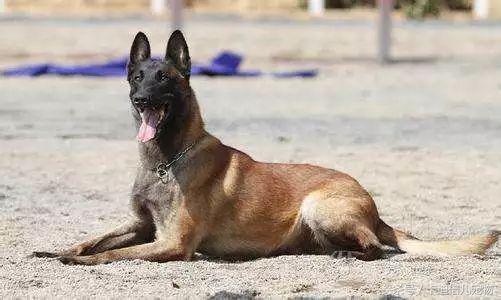 最好护卫犬马犬,各国最受欢迎的犬种