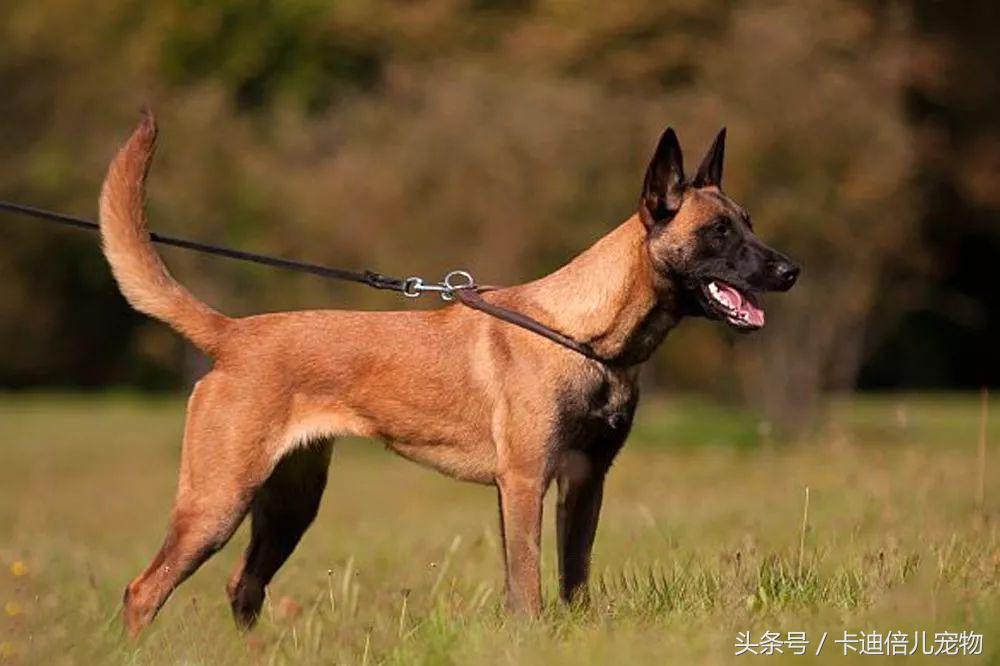 最好护卫犬马犬,各国最受欢迎的犬种