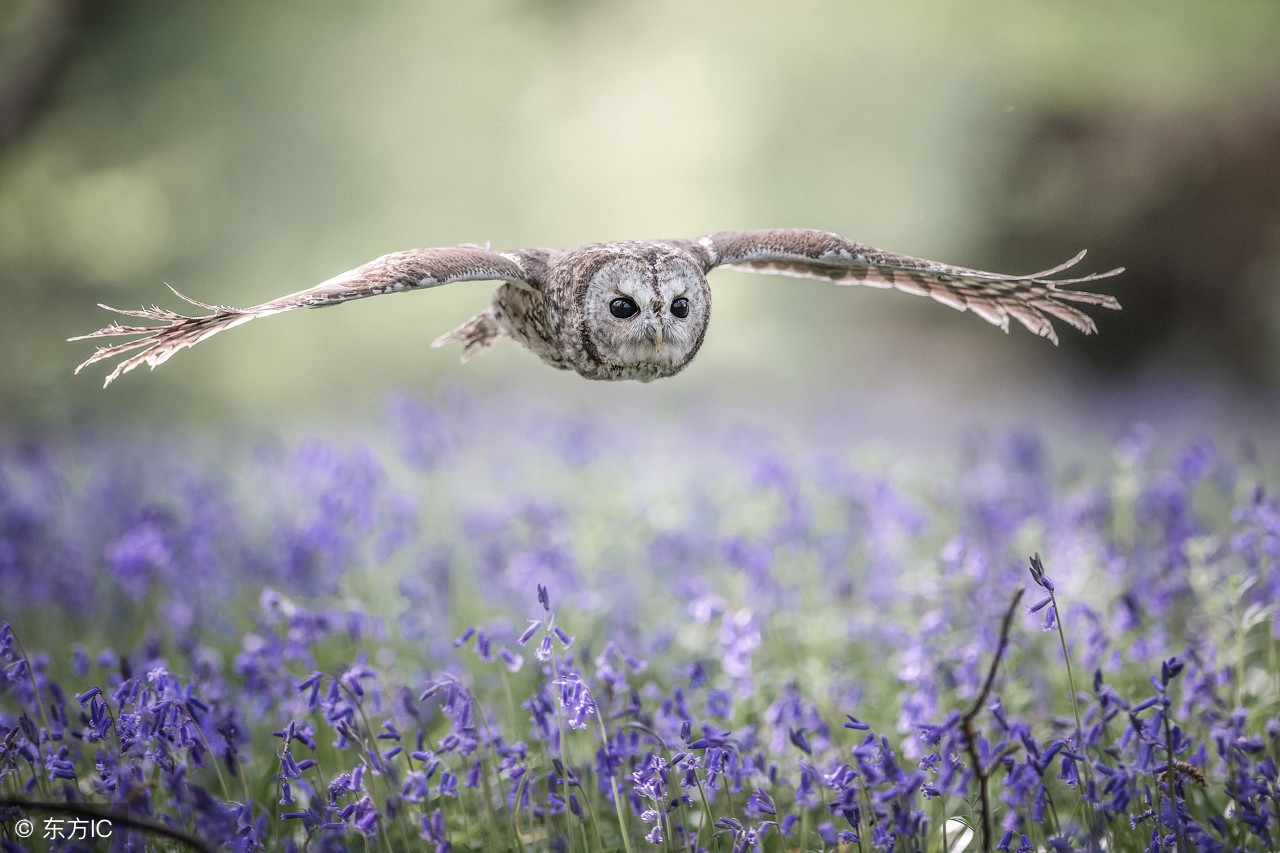 灵遁者的现代诗,灵遁者写的诗