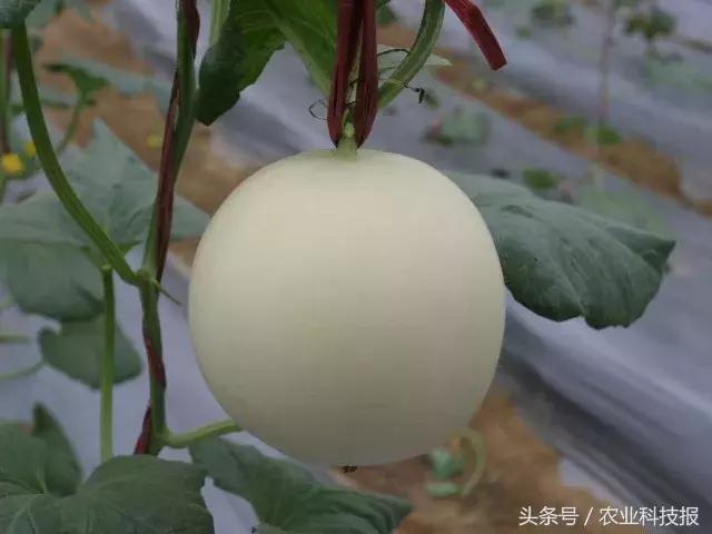 博洋9号甜瓜夏季烂瓜的原因,甜瓜裂瓜最好治疗方法