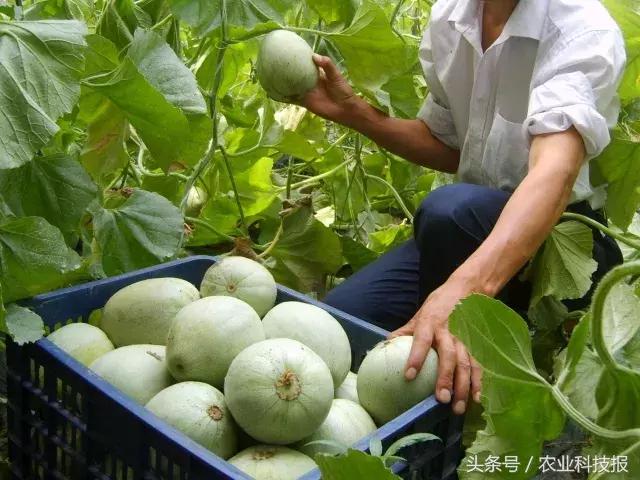 博洋9号甜瓜夏季烂瓜的原因,甜瓜裂瓜最好治疗方法