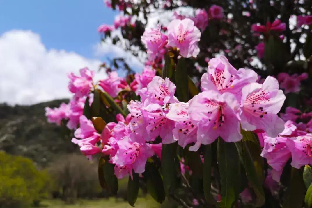 5月去了让人心安的大理,5月份大理玩什么