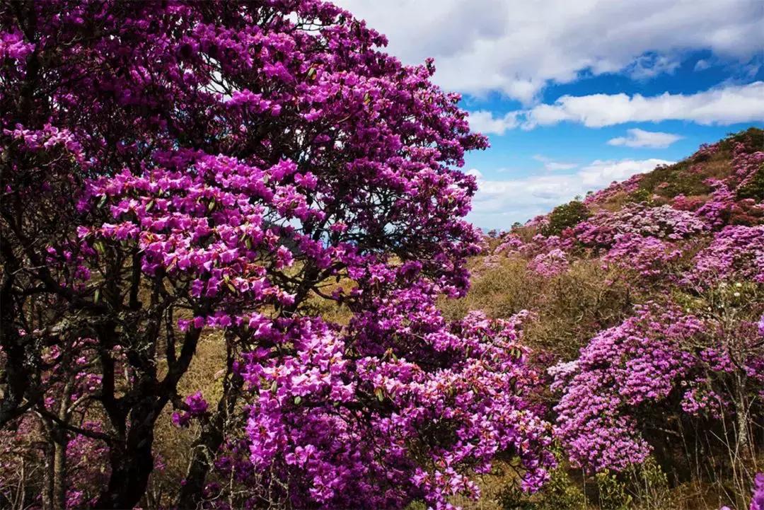 5月去了让人心安的大理,5月份大理玩什么