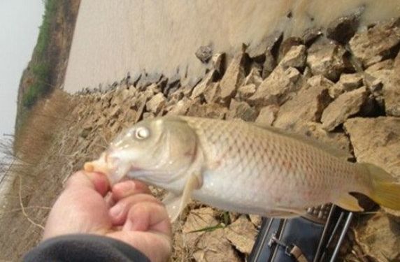 浑水钓鱼技巧视频教程,浑水溪流钓鱼的最佳方法