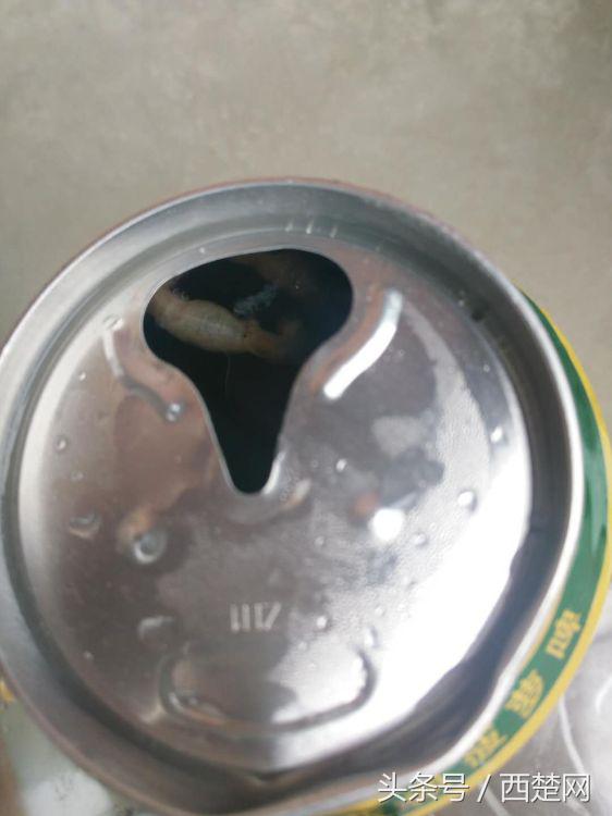 好恶心!宿迁男子在一罐菠萝啤里喝出一条大蚯蚓