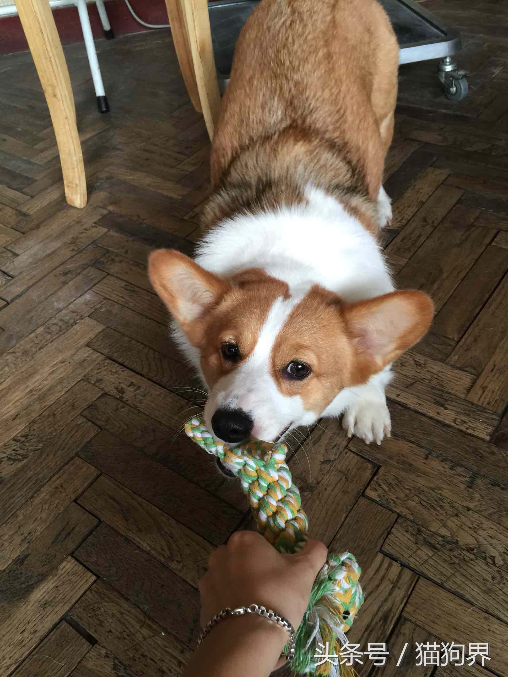 如何教猫咪使用磨牙玩具,如何训练狗狗玩磨牙棒玩具