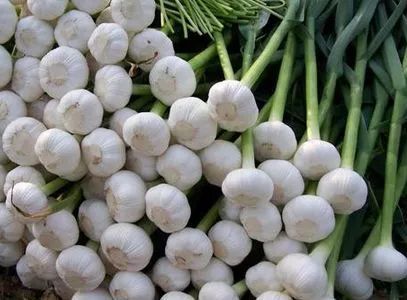 个别产区大蒜价格走低农业农村部：引导措施应前置