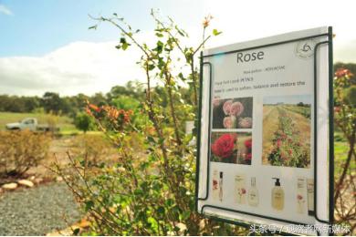 澳大利亚知名保健品品牌,澳大利亚知名化妆品