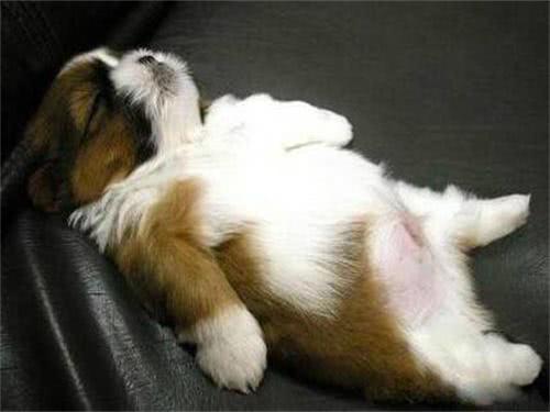 小奶狗太瘦如何快速长胖,小奶狗胖起来