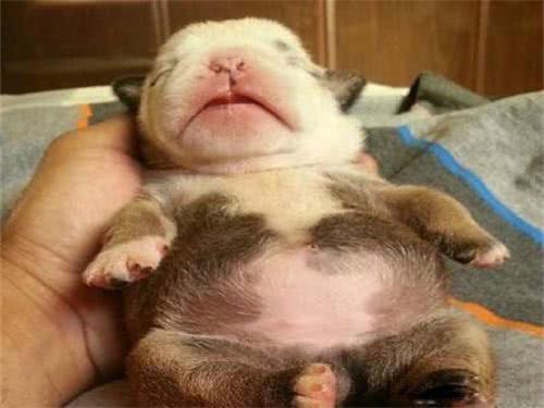 小奶狗太瘦如何快速长胖,小奶狗胖起来