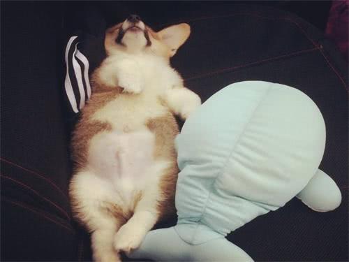 小奶狗太瘦如何快速长胖,小奶狗胖起来